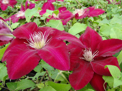 Clematis Rebecca, Large Flowered Clematis - Brushwood Nursery, Clematis Specialists