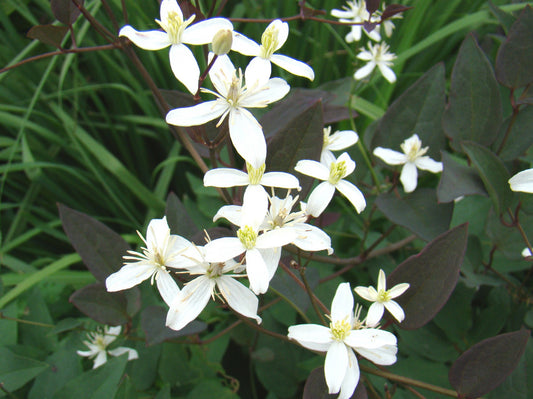 Clematis recta Purpurea, Non-Vining Clematis - Brushwood Nursery, Clematis Specialists