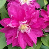 Clematis Red Star, Large Flowered Clematis - Brushwood Nursery, Clematis Specialists