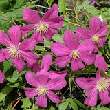 Clematis Remembrance, Large Flowered Clematis - Brushwood Nursery, Clematis Specialists