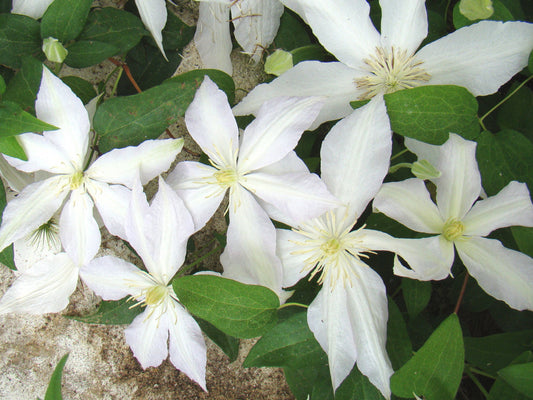 Clematis Roko Kolla, Large Flowered Clematis - Brushwood Nursery, Clematis Specialists