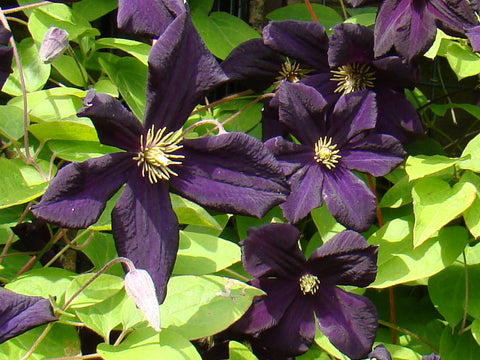 Clematis Romantika, Large Flowered Clematis - Brushwood Nursery, Clematis Specialists