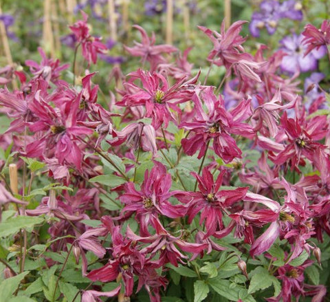 Clematis Rosalyn, Small Flowered Clematis - Brushwood Nursery, Clematis Specialists