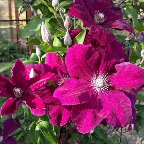 Clematis Rouge Cardinal, Large Flowered Clematis - Brushwood Nursery, Clematis Specialists