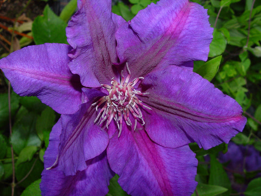 Clematis Royal Velvet, Large Flowered Clematis - Brushwood Nursery, Clematis Specialists