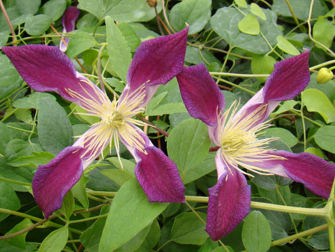 Clematis texensis Ruby Wedding, Small Flowered Clematis - Brushwood Nursery, Clematis Specialists