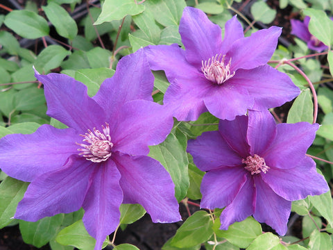 Clematis Sacha, Large Flowered Clematis - Brushwood Nursery, Clematis Specialists