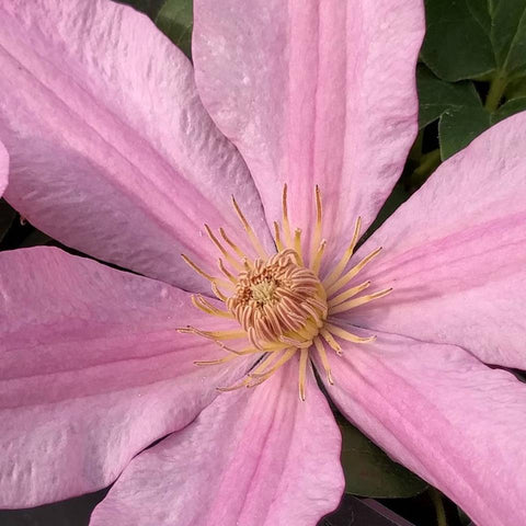 Clematis Sally, Large Flowered Clematis - Brushwood Nursery, Clematis Specialists