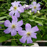 Clematis Sea Breeze, Small Flowered Clematis - Brushwood Nursery, Clematis Specialists
