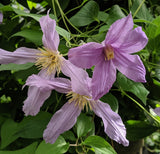 Clematis Seeryuu, Small Flowered Clematis - Brushwood Nursery, Clematis Specialists