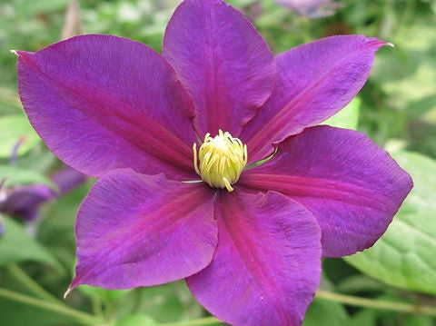 Clematis Serenata, Large Flowered Clematis - Brushwood Nursery, Clematis Specialists