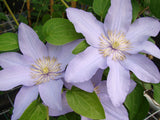 Clematis Silver Moon, Large Flowered Clematis - Brushwood Nursery, Clematis Specialists