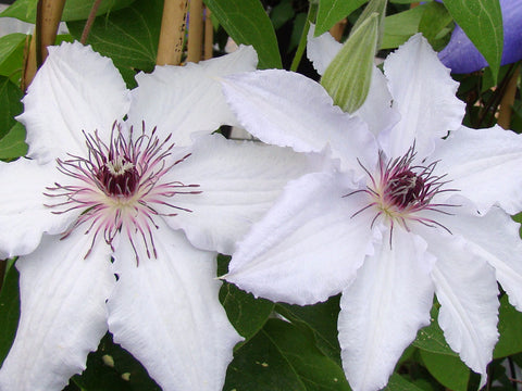 Clematis Snow Queen, Large Flowered Clematis - Brushwood Nursery, Clematis Specialists