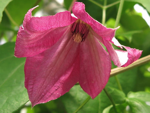 Clematis Sodertalje, Small Flowered Clematis - Brushwood Nursery, Clematis Specialists