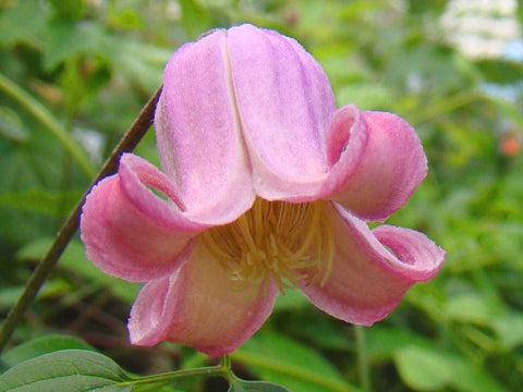 Clematis Sonnette, Small Flowered Clematis - Brushwood Nursery, Clematis Specialists