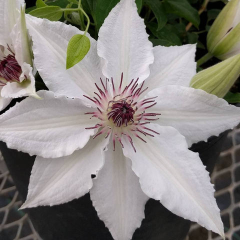 Clematis Sparkler, Large Flowered Clematis - Brushwood Nursery, Clematis Specialists