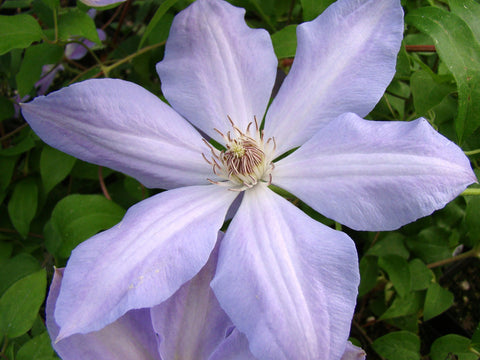 Clematis Special Occasion, Large Flowered Clematis - Brushwood Nursery, Clematis Specialists