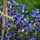 Clematis Stand By Me, Non-Vining Clematis - Brushwood Nursery, Clematis Specialists