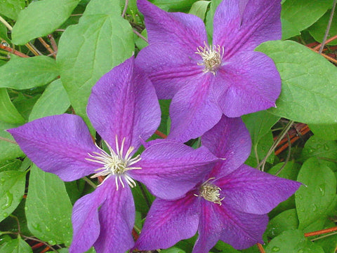 Clematis Star of India, Large Flowered Clematis - Brushwood Nursery, Clematis Specialists