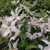 Clematis Star River, Small Flowered Clematis - Brushwood Nursery, Clematis Specialists