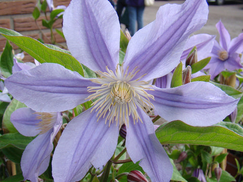 Clematis Star River, Small Flowered Clematis - Brushwood Nursery, Clematis Specialists