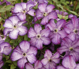 Clematis Super Nova, Small Flowered Clematis - Brushwood Nursery, Clematis Specialists