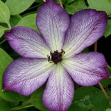 Clematis Super Nova, Small Flowered Clematis - Brushwood Nursery, Clematis Specialists
