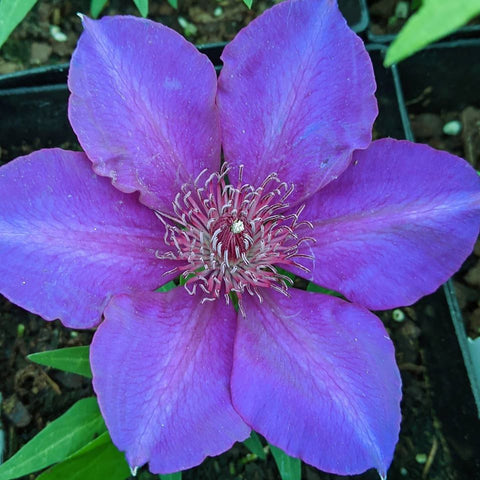 Clematis Suzy Mac, Large Flowered Clematis - Brushwood Nursery, Clematis Specialists