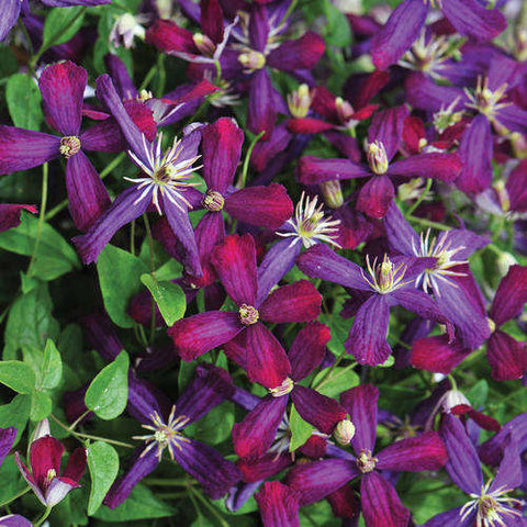 Clematis Sweet Summer Love, Small Flowered Clematis - Brushwood Nursery, Clematis Specialists