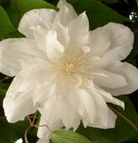 Clematis Sylvia Denny, Large Flowered Clematis - Brushwood Nursery, Clematis Specialists