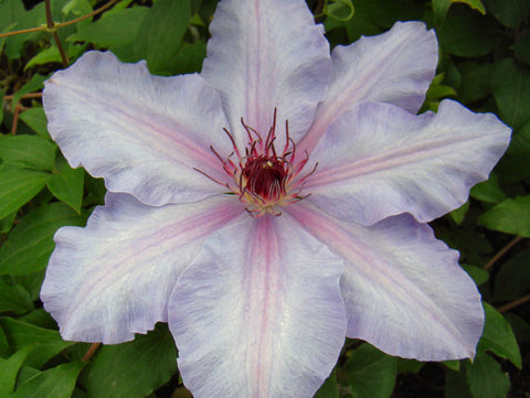 Clematis The First Lady, Large Flowered Clematis - Brushwood Nursery, Clematis Specialists