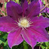 Clematis The Vagabond, Large Flowered Clematis - Brushwood Nursery, Clematis Specialists