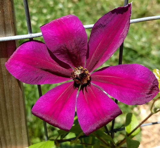 Clematis Tilly's Vintage, Large Flowered Clematis - Brushwood Nursery, Clematis Specialists