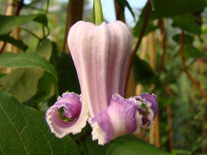 Clematis Titipu, Small Flowered Clematis - Brushwood Nursery, Clematis Specialists