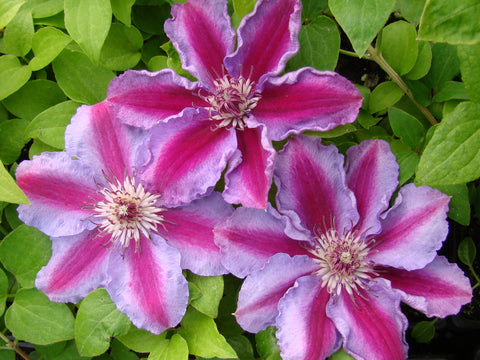 Clematis Tudor, Large Flowered Clematis - Brushwood Nursery, Clematis Specialists