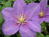 Clematis Twilight, Large Flowered Clematis - Brushwood Nursery, Clematis Specialists