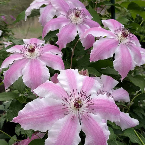 Clematis Vancouver Mystic Gem, Large Flowered Clematis - Brushwood Nursery, Clematis Specialists
