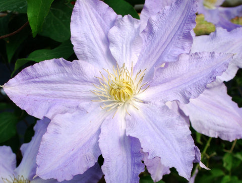 Clematis Vancouver Sea Breeze, Large Flowered Clematis - Brushwood Nursery, Clematis Specialists