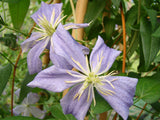 Clematis Vanessa, Large Flowered Clematis - Brushwood Nursery, Clematis Specialists