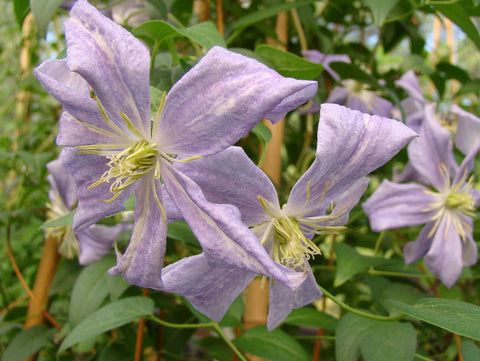 Clematis Vanessa, Large Flowered Clematis - Brushwood Nursery, Clematis Specialists