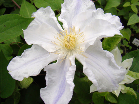 Clematis Veronica's Choice, Large Flowered Clematis - Brushwood Nursery, Clematis Specialists