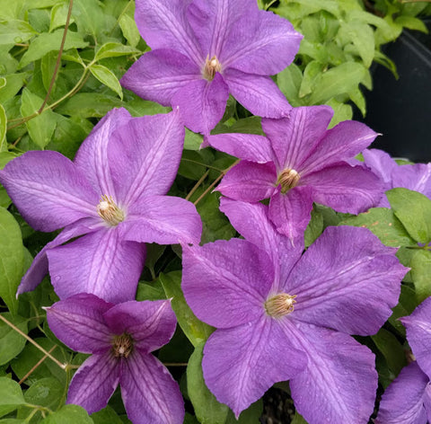 Clematis Victoria, Large Flowered Clematis - Brushwood Nursery, Clematis Specialists