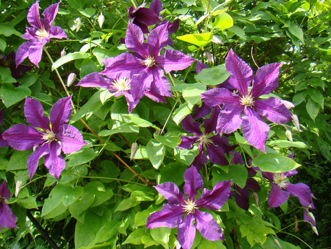Clematis Vostok, Large Flowered Clematis - Brushwood Nursery, Clematis Specialists
