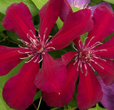 Clematis Westerplatte, Large Flowered Clematis - Brushwood Nursery, Clematis Specialists