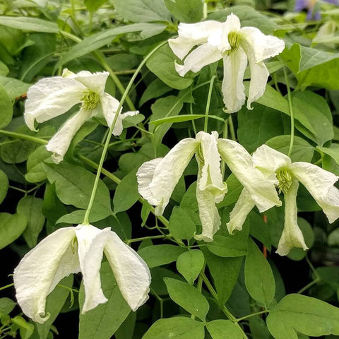 Clematis White Magic, Small Flowered Clematis - Brushwood Nursery, Clematis Specialists