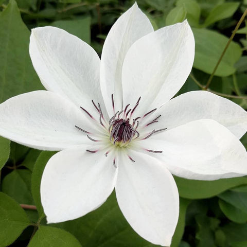Clematis White Pearl, Large Flowered Clematis - Brushwood Nursery, Clematis Specialists