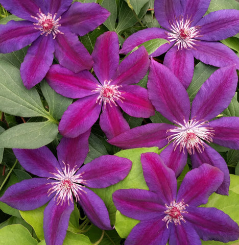 Clematis Wildfire, Large Flowered Clematis - Brushwood Nursery, Clematis Specialists