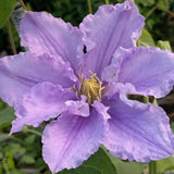 Clematis Will Goodwin, Large Flowered Clematis - Brushwood Nursery, Clematis Specialists