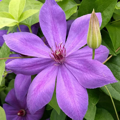 Clematis Xerxes, Large Flowered Clematis - Brushwood Nursery, Clematis Specialists