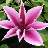 Clematis Yuan, Large Flowered Clematis - Brushwood Nursery, Clematis Specialists